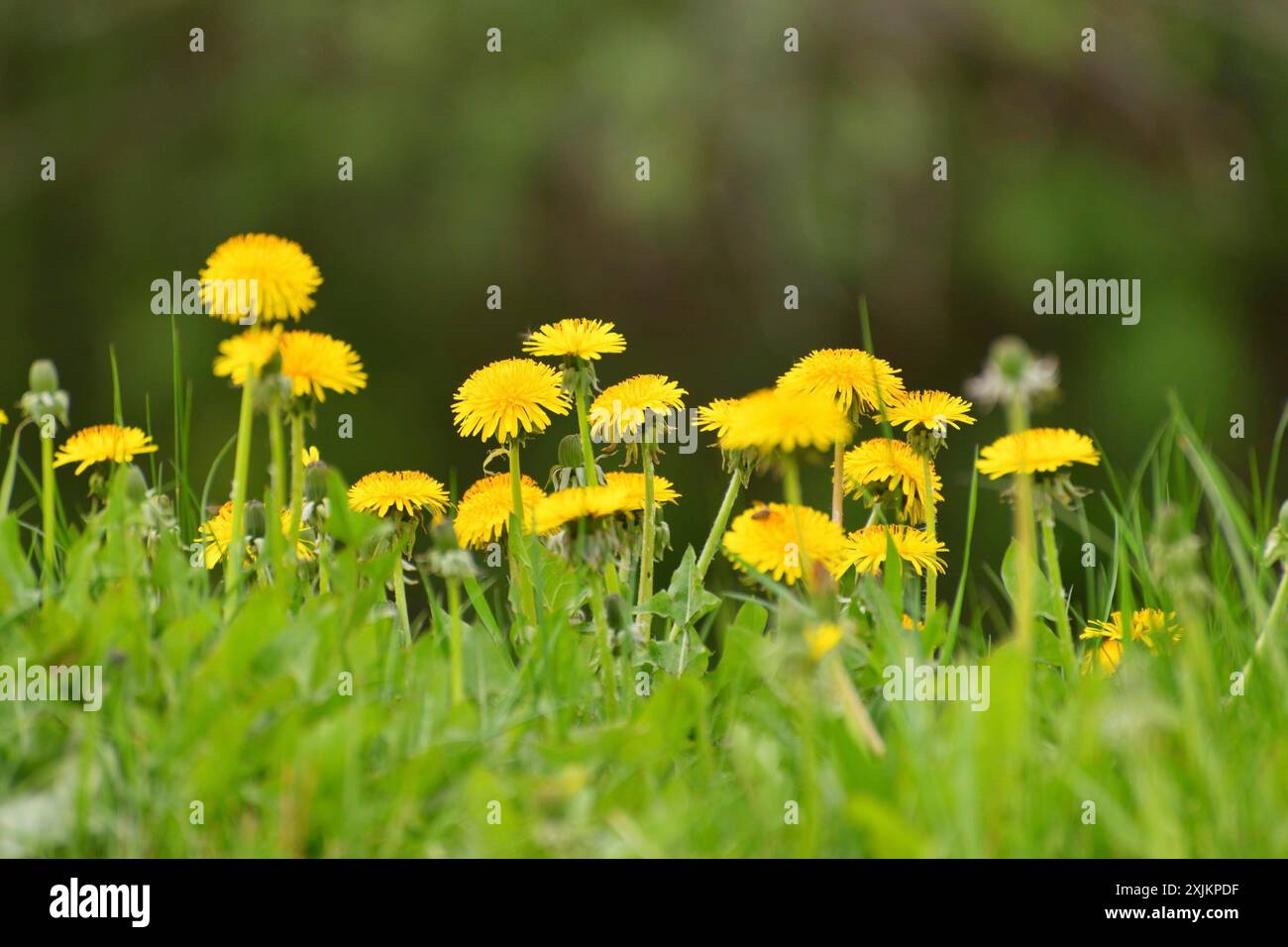 Several yellow dandelions on the lawn Stock Photo