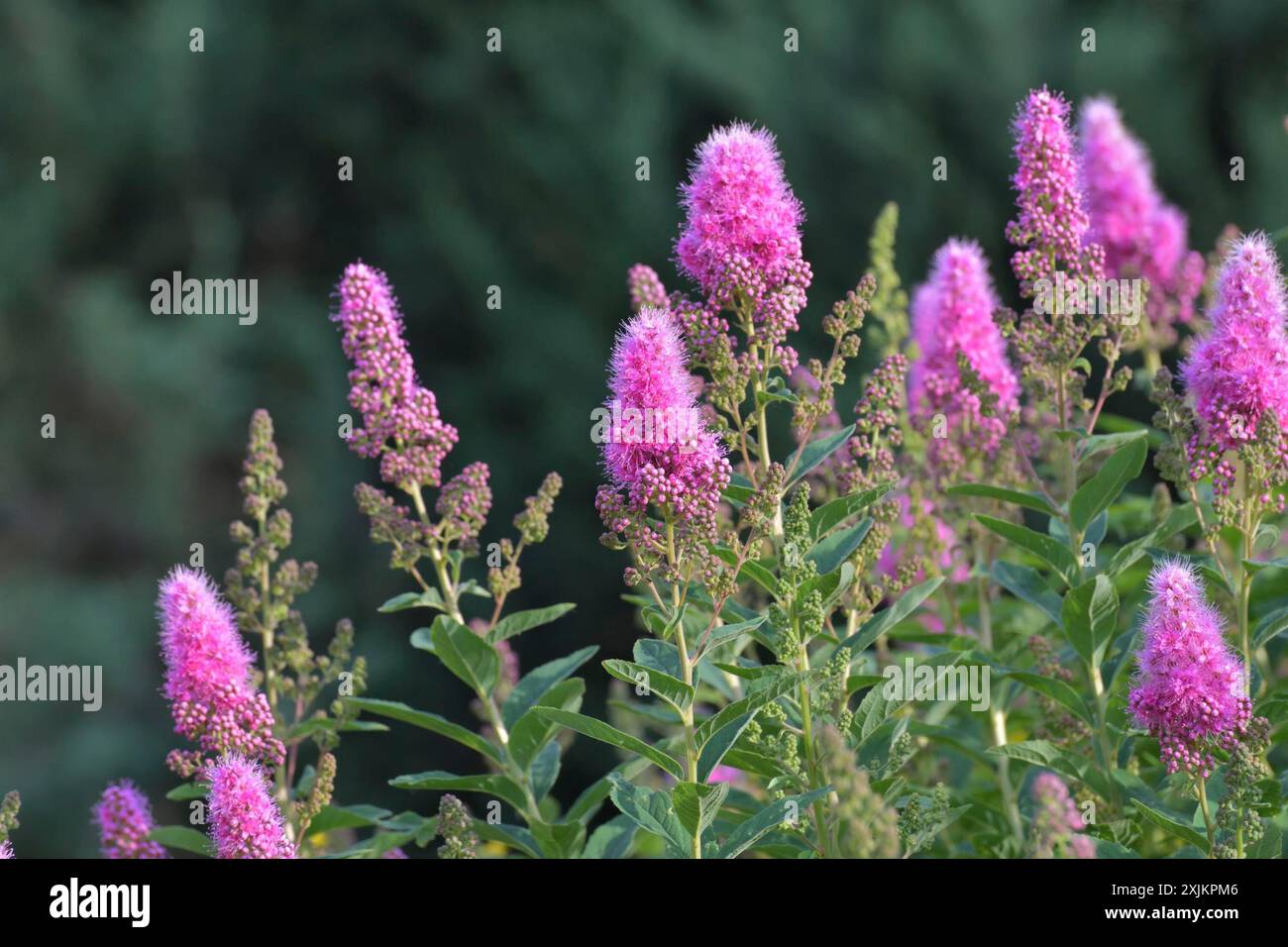Spiraea salicifolia plant hi-res stock photography and images - Alamy