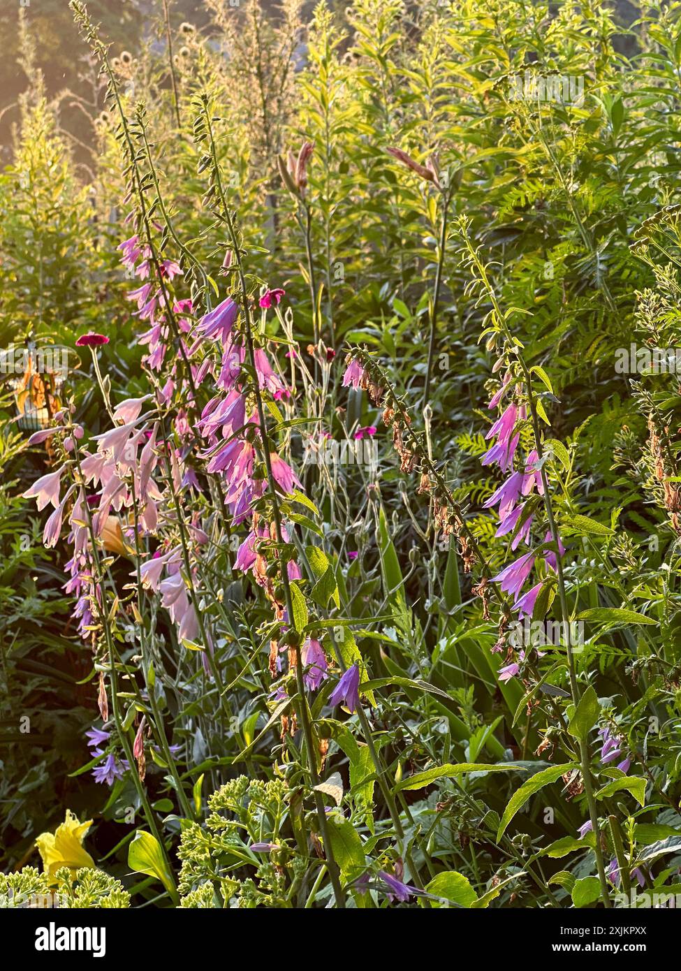 【希少】A Darden of Bell Flowers 希少】A Darden of Bell Flowers Kent Belle Bellflower