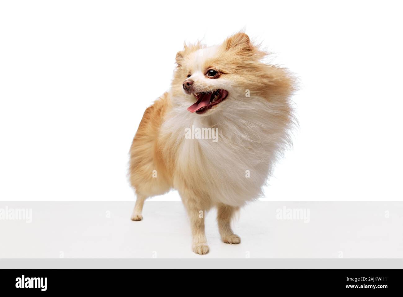 Happy Pomeranian dog with white and tan coat stands with its tongue out and eyes wide open, exuding joy and excitement against white studio background Stock Photo