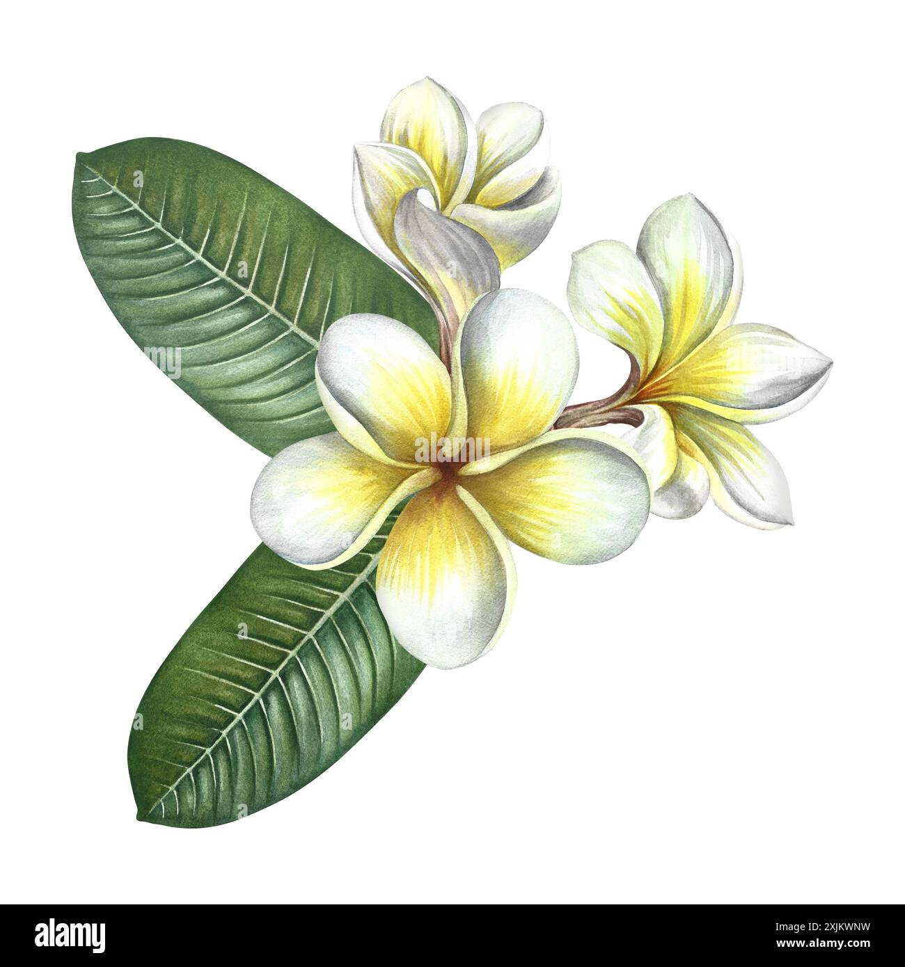 Plumeria. A bouquet of exotic tropical fragrant frangipani flowers. A ...