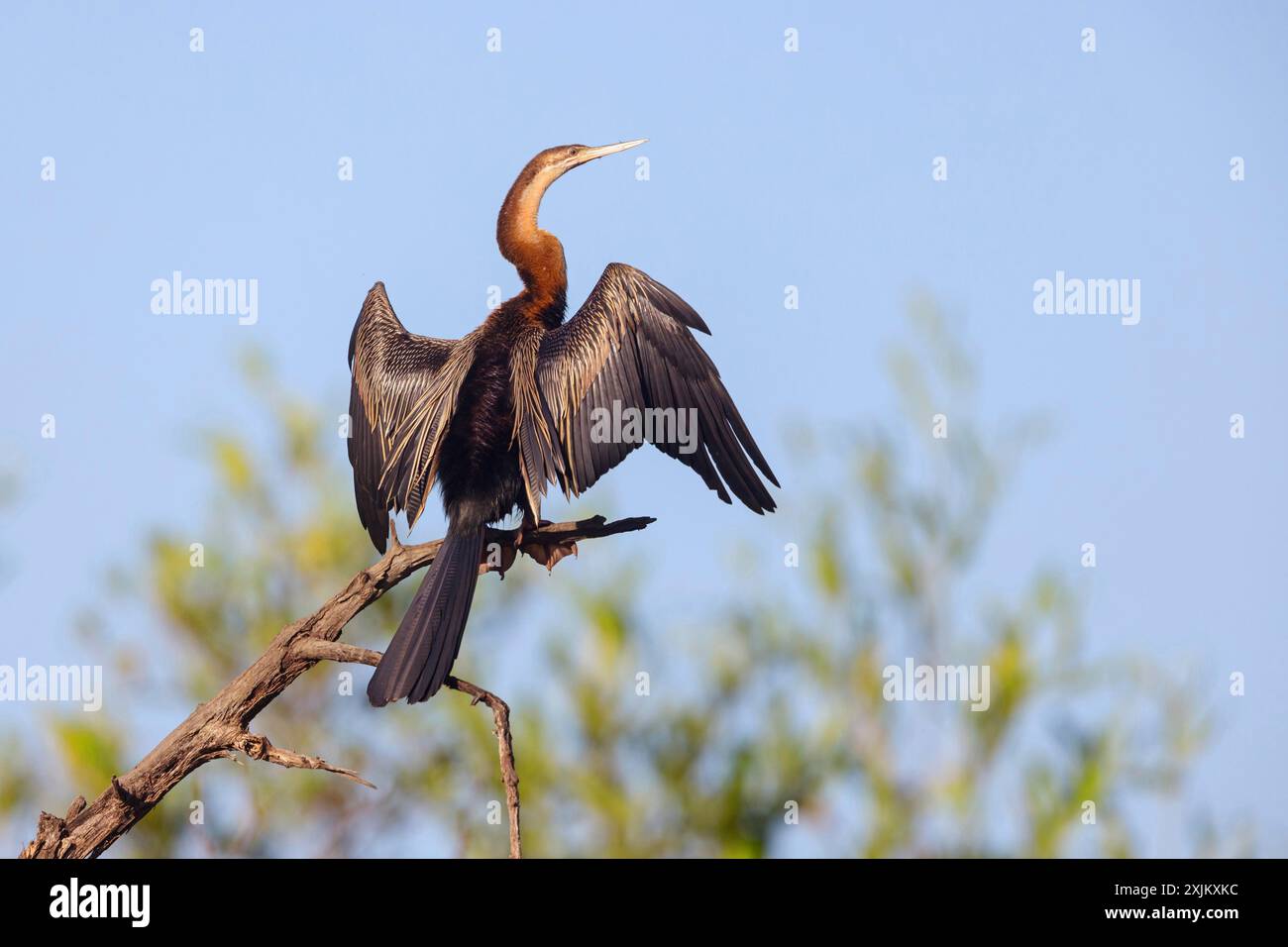 African darter (Anhinga rufa), Tendaba camp / Tendaba boat trip, Kwinella, South Bank, Gambia Stock Photo