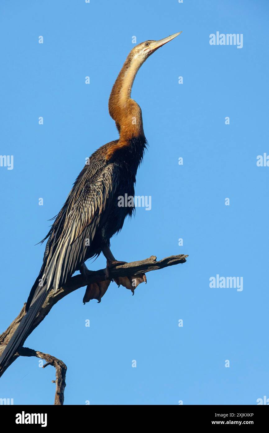 African darter (Anhinga rufa), Tendaba camp / Tendaba boat trip, Kwinella, South Bank, Gambia Stock Photo