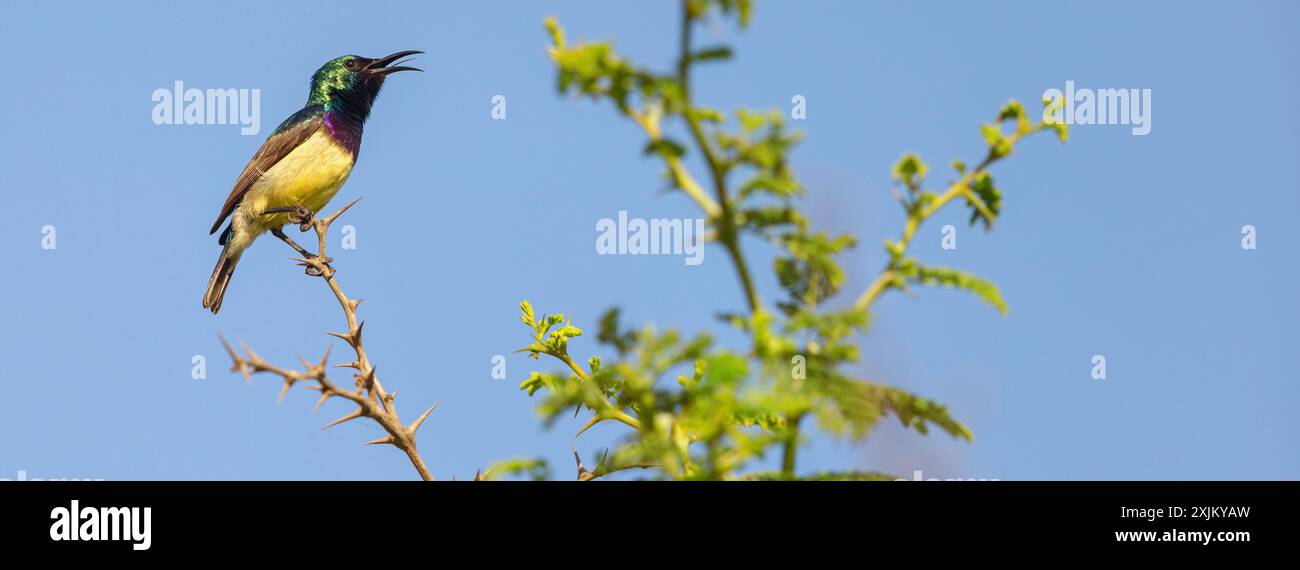 Variable sunbird (Cinnyris venustus), Nectarinia venusta, Variable Sunbird, Songbird, genus Cinnyris, family of Sunbirds, Farasutu forest, Farasutu Stock Photo