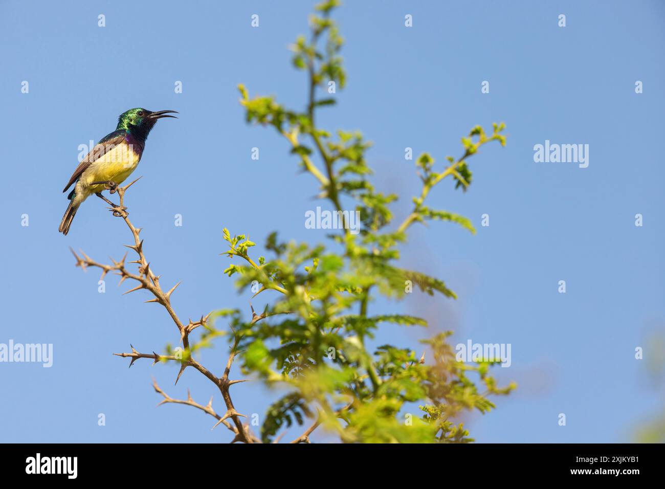 Variable sunbird (Cinnyris venustus), Nectarinia venusta, Variable Sunbird, Songbird, genus Cinnyris, family of Sunbirds, Farasutu forest, Farasutu Stock Photo