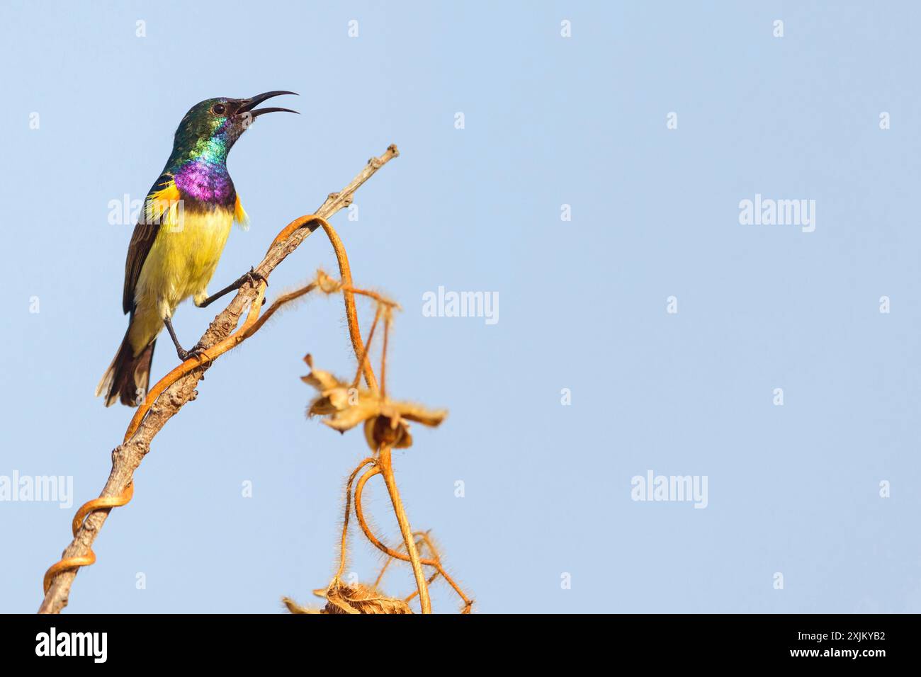 Variable sunbird (Cinnyris venustus), Nectarinia venusta, Variable Sunbird, Songbird, genus Cinnyris, family of Sunbirds, Farasutu forest, Farasutu Stock Photo