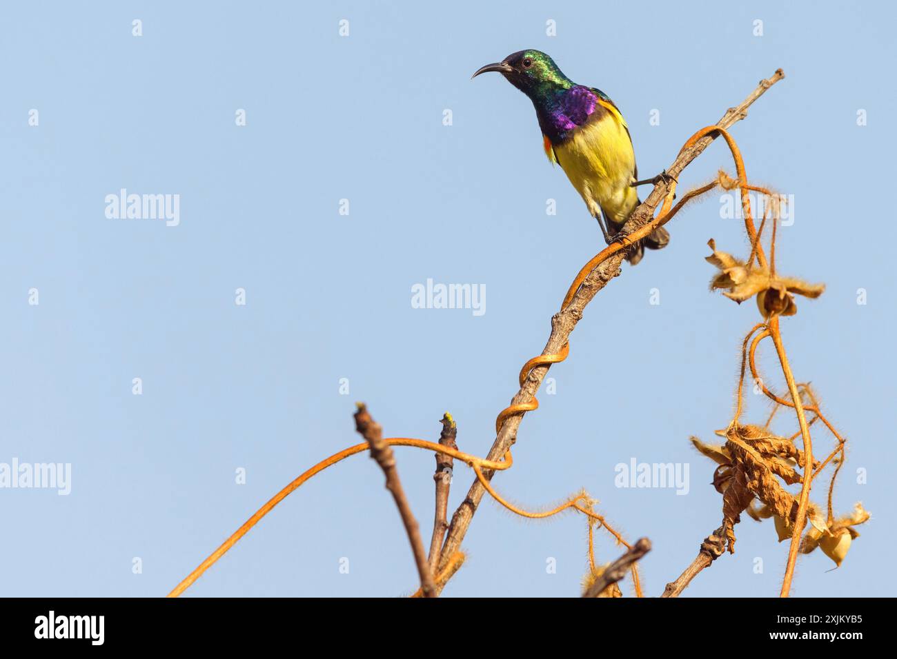 Variable sunbird (Cinnyris venustus), Nectarinia venusta, Variable Sunbird, Songbird, genus Cinnyris, family of Sunbirds, Farasutu forest, Farasutu Stock Photo