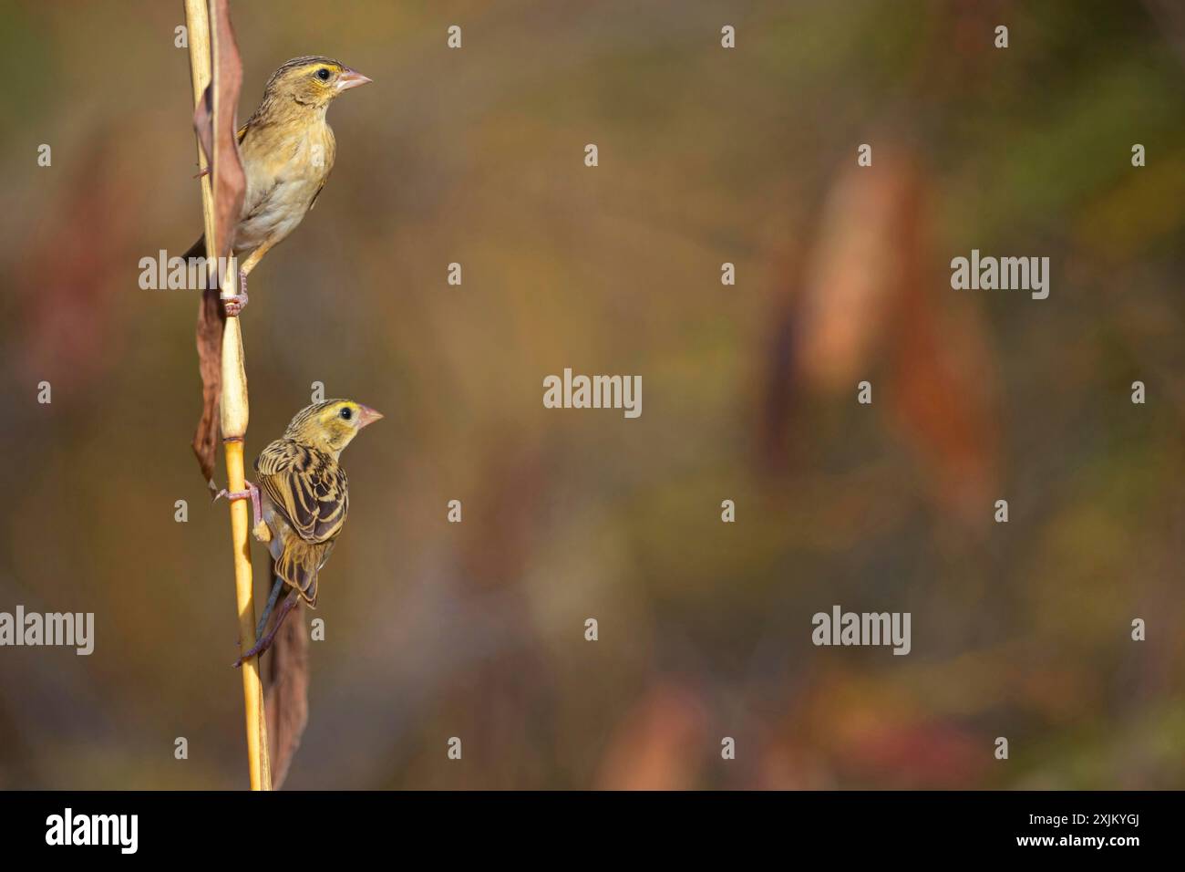 European greenfinch (Chloris chloris), Tendaba camp / Tendaba photo hid, Hockenheim, Baden-Wuerttemberg, Germany Stock Photo