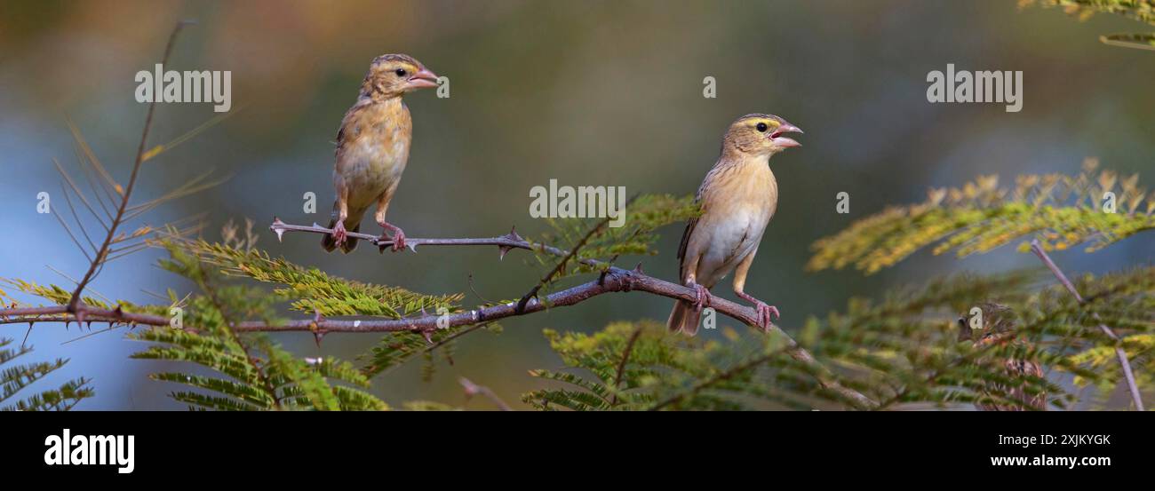 European greenfinch (Chloris chloris), Tendaba camp / Tendaba photo hid, Hockenheim, Baden-Wuerttemberg, Germany Stock Photo