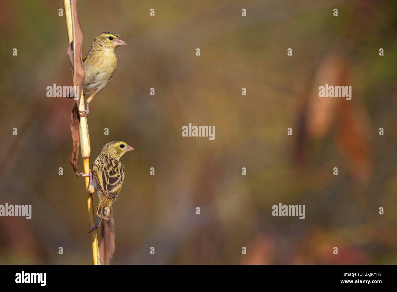European greenfinch (Chloris chloris), Tendaba camp / Tendaba photo hid, Hockenheim, Baden-Wuerttemberg, Germany Stock Photo