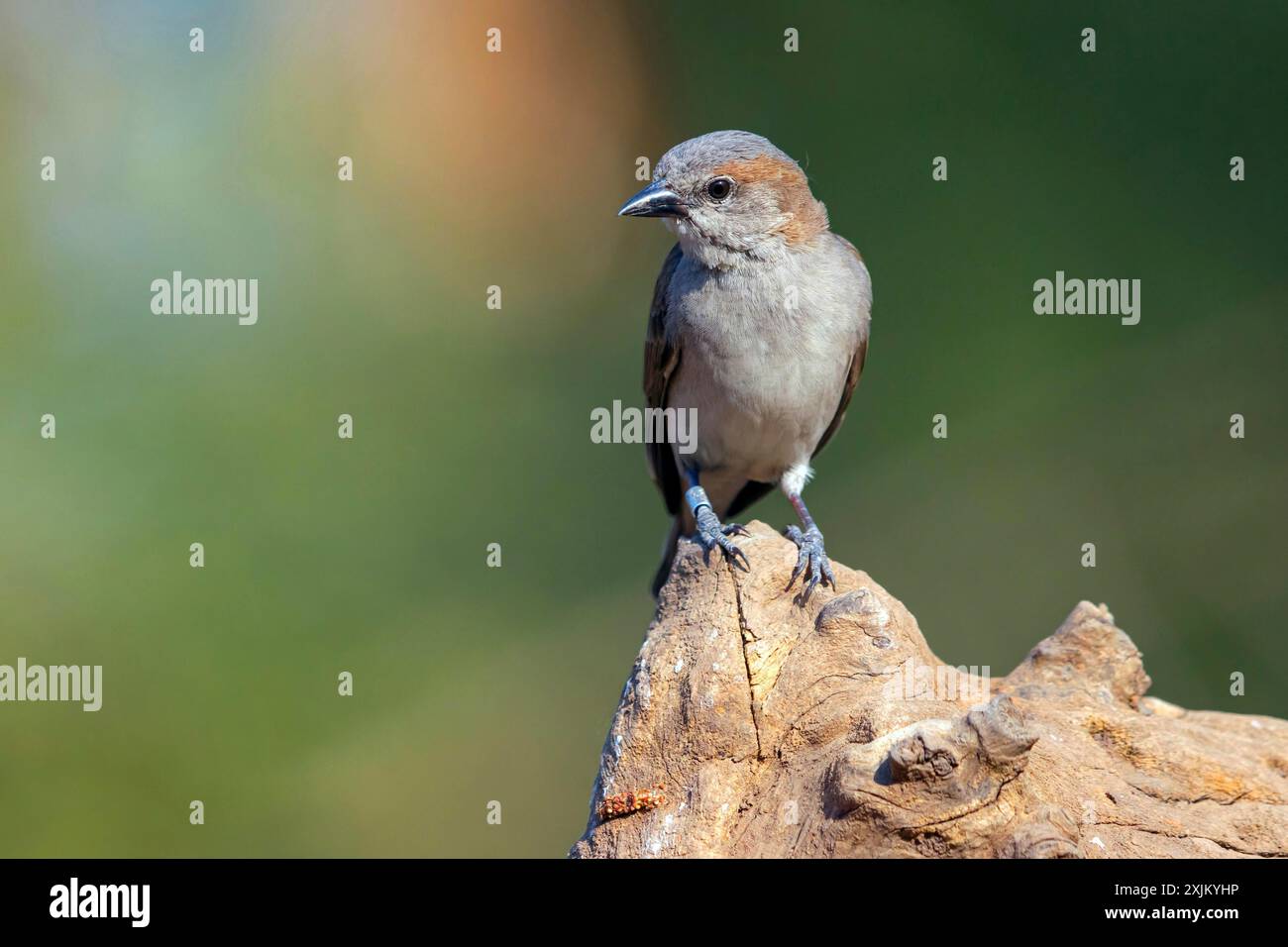Bush rock sparrow, (Petronia dentata), Tendaba camp Tendaba photo hid, Kwinella, South Bank, Gambia Stock Photo