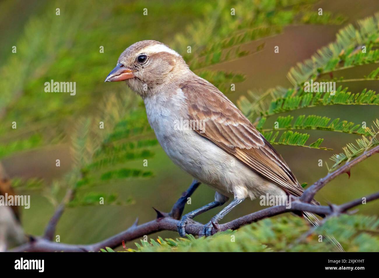 Bush rock sparrow, (Petronia dentata), Tendaba camp Tendaba photo hid, Kwinella, South Bank, Gambia Stock Photo