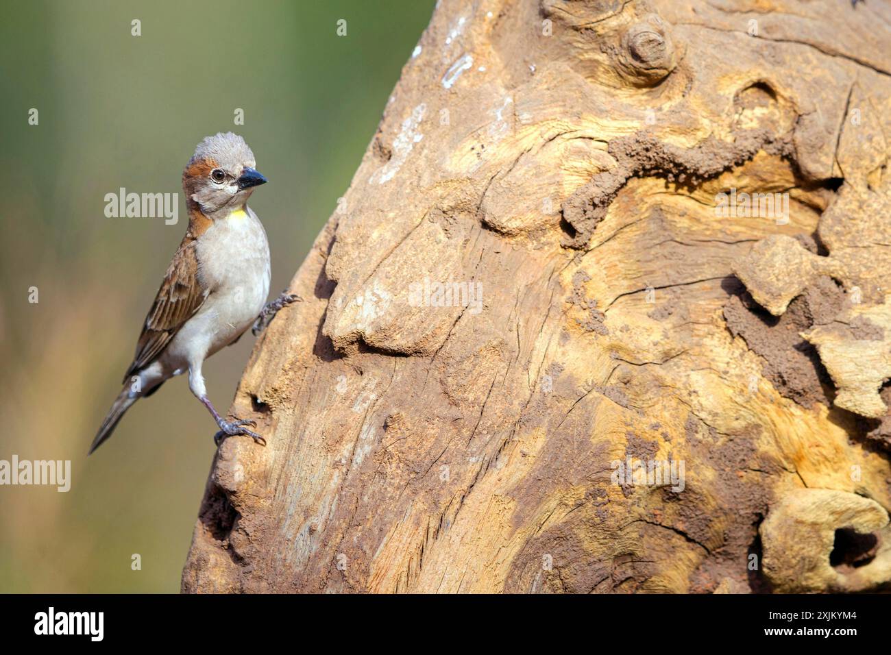 Bush rock sparrow, (Petronia dentata), Tendaba camp Tendaba photo hid, Kwinella, South Bank, Gambia Stock Photo