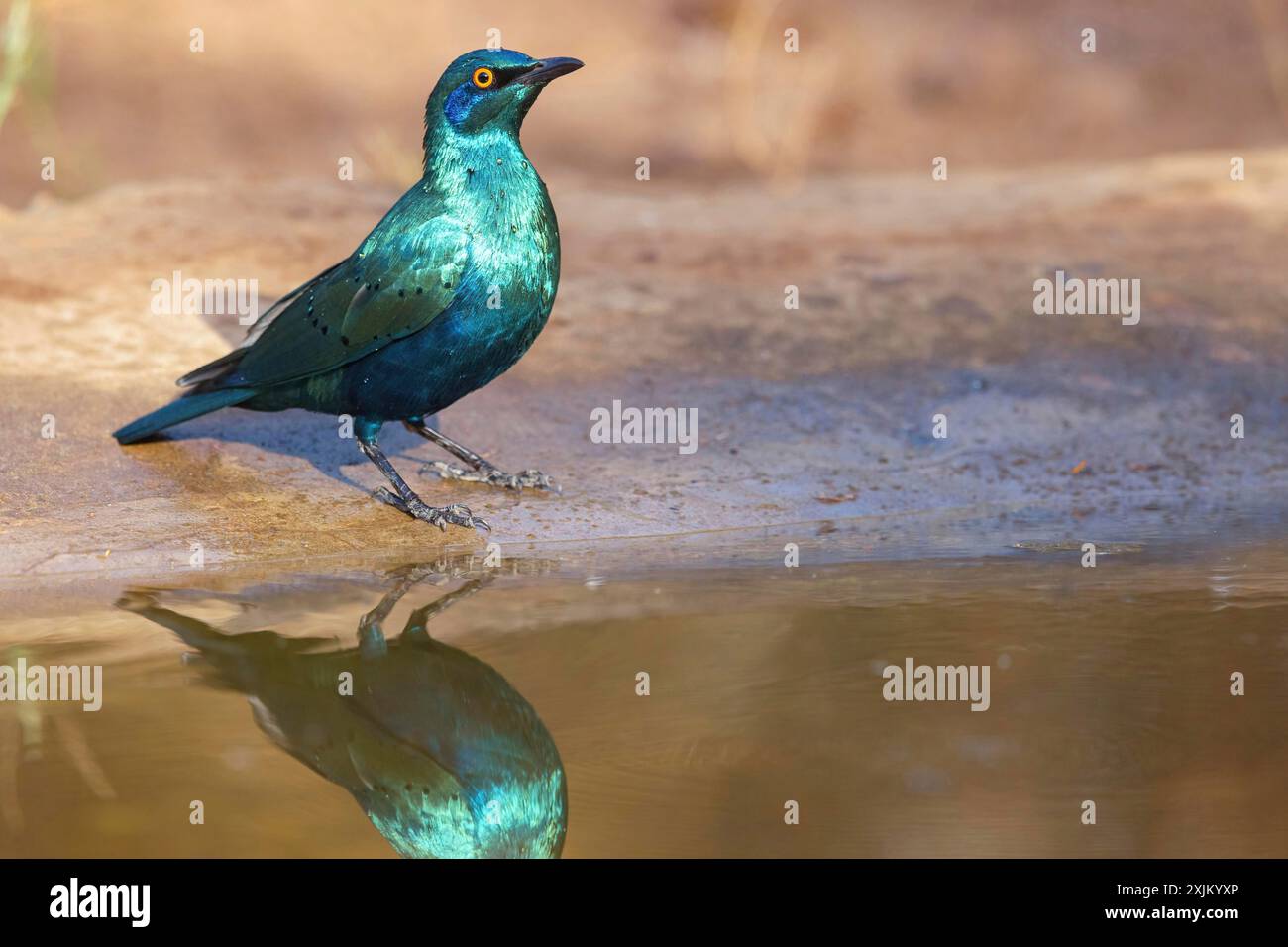 Lesser blue-eared starling (Lamprotornis chloropterus), Tendaba camp / Tendaba photo hid, Kwinella, South Bank, Gambia Stock Photo