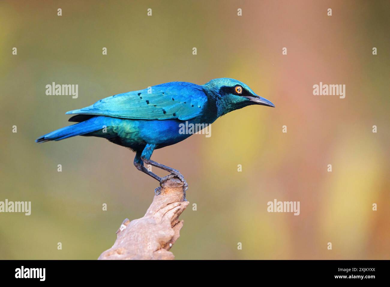Lesser blue-eared starling (Lamprotornis chloropterus), Tendaba camp / Tendaba photo hid, Kwinella, South Bank, Gambia Stock Photo