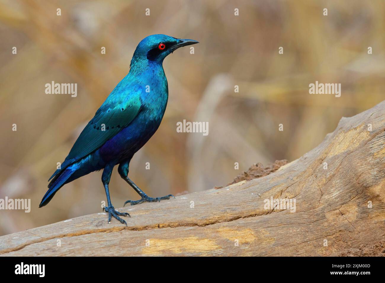 Bronze-tailed starling (Lamprotornis chalcurus), Tendaba camp / Tendaba photo hid, Kwinella, South Bank, Gambia Stock Photo