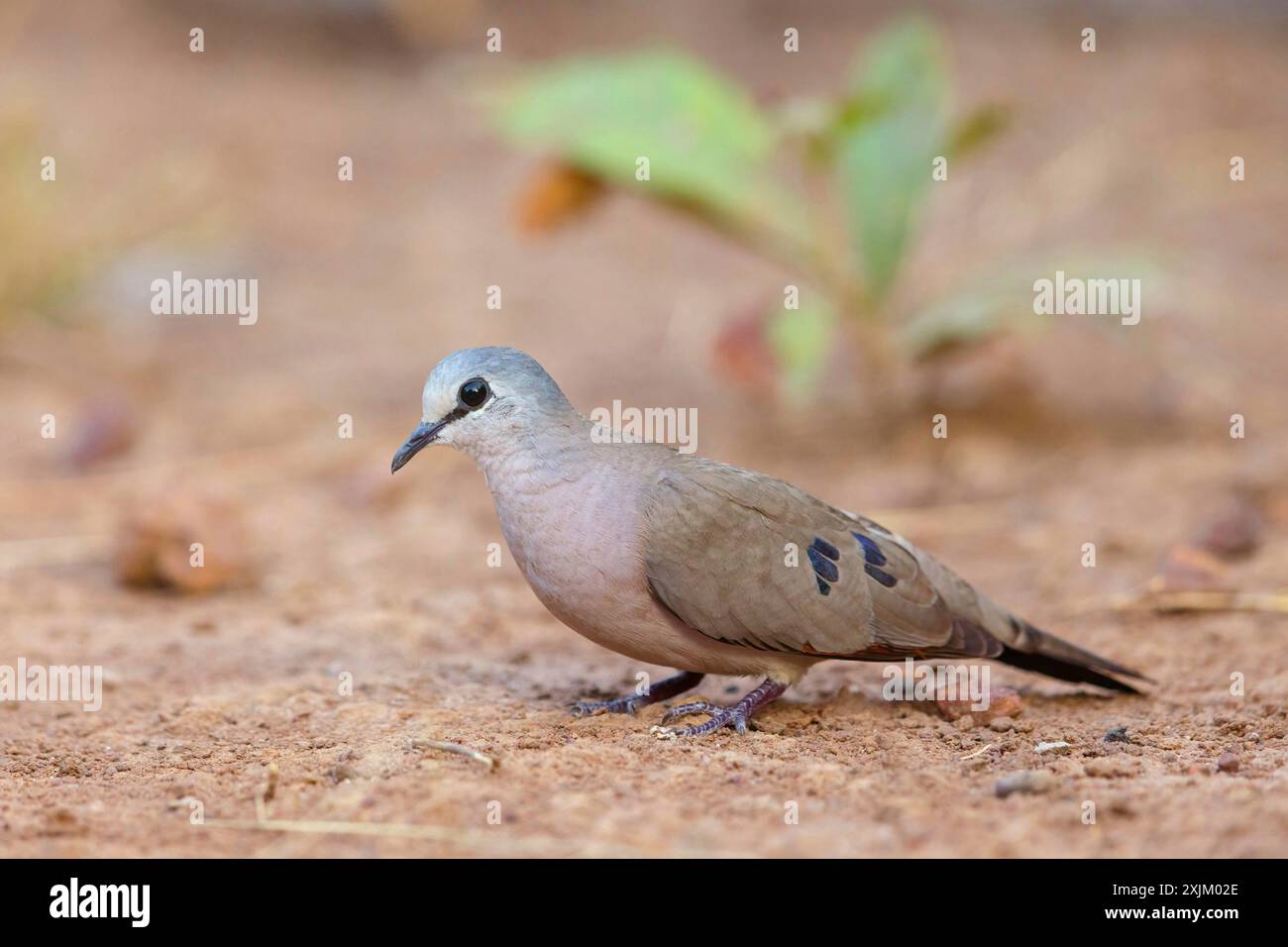 Black-billed wood dove (Turtur abyssinicus), Tendaba camp / Tendaba photo hid, Kwinella, South Bank, Gambia Stock Photo