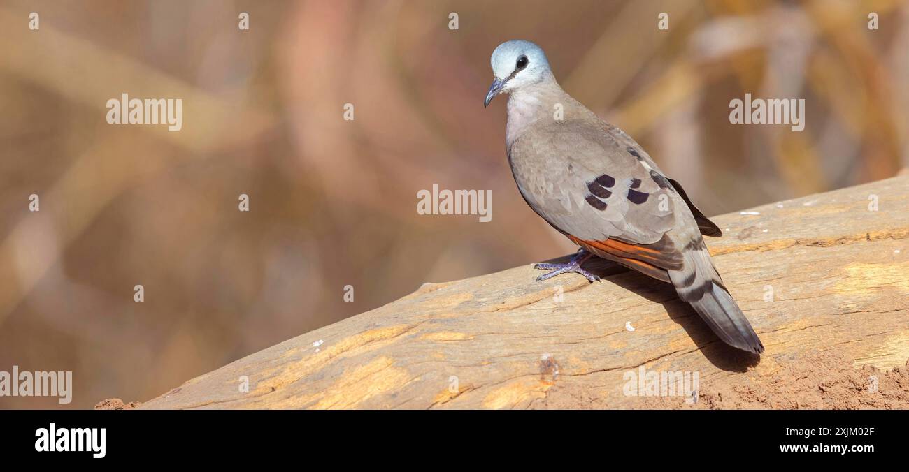 Black-billed wood dove (Turtur abyssinicus), Tendaba camp / Tendaba photo hid, Kwinella, South Bank, Gambia Stock Photo