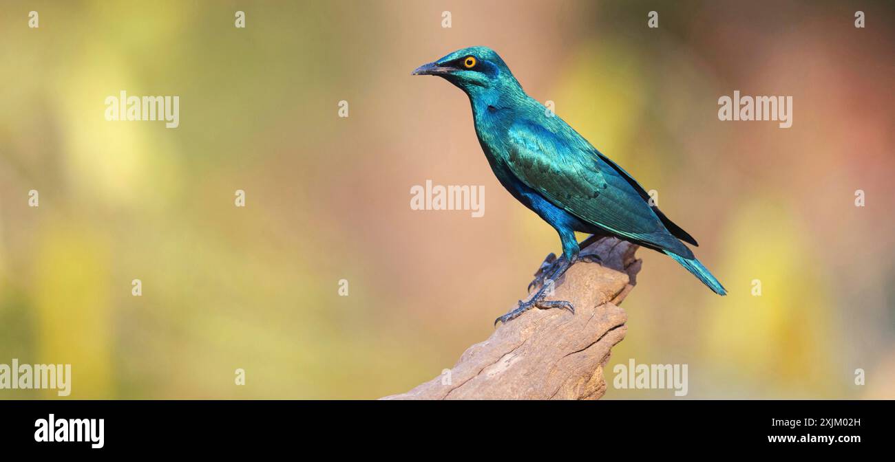 Lesser blue-eared starling (Lamprotornis chloropterus), Tendaba camp / Tendaba photo hid, Kwinella, South Bank, Gambia Stock Photo