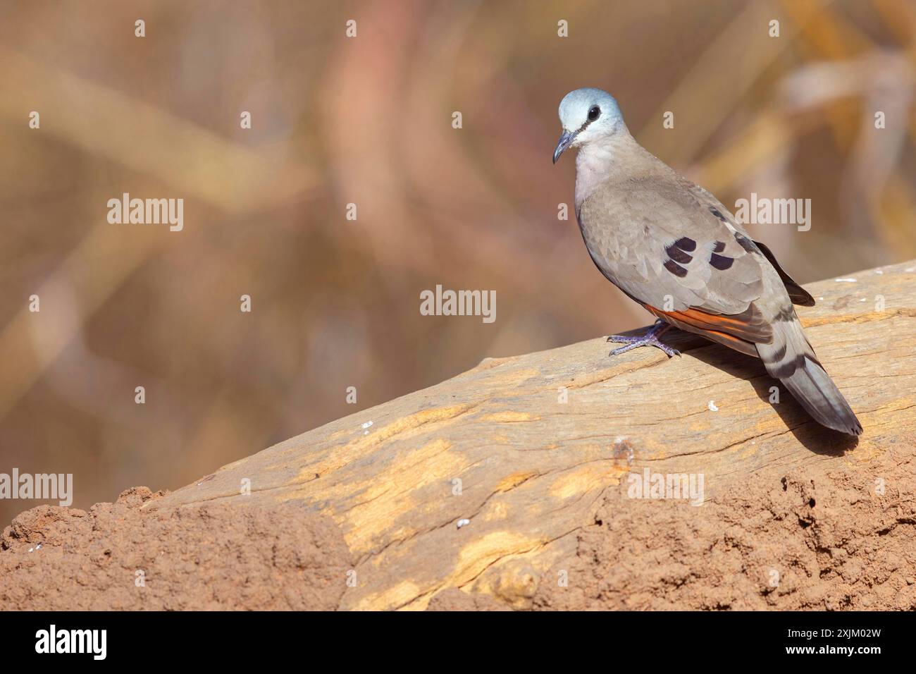 Black-billed wood dove (Turtur abyssinicus), Tendaba camp / Tendaba photo hid, Kwinella, South Bank, Gambia Stock Photo