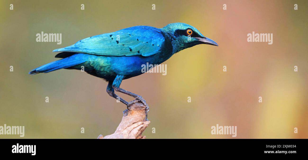 Lesser blue-eared starling (Lamprotornis chloropterus), Tendaba camp / Tendaba photo hid, Kwinella, South Bank, Gambia Stock Photo