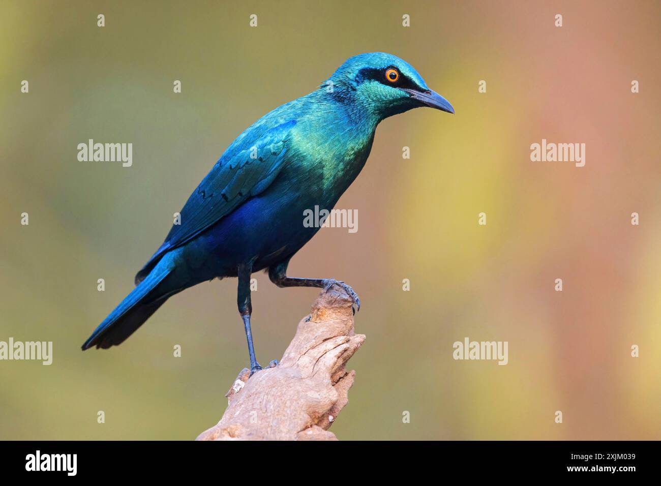 Lesser blue-eared starling (Lamprotornis chloropterus), Tendaba camp / Tendaba photo hid, Kwinella, South Bank, Gambia Stock Photo