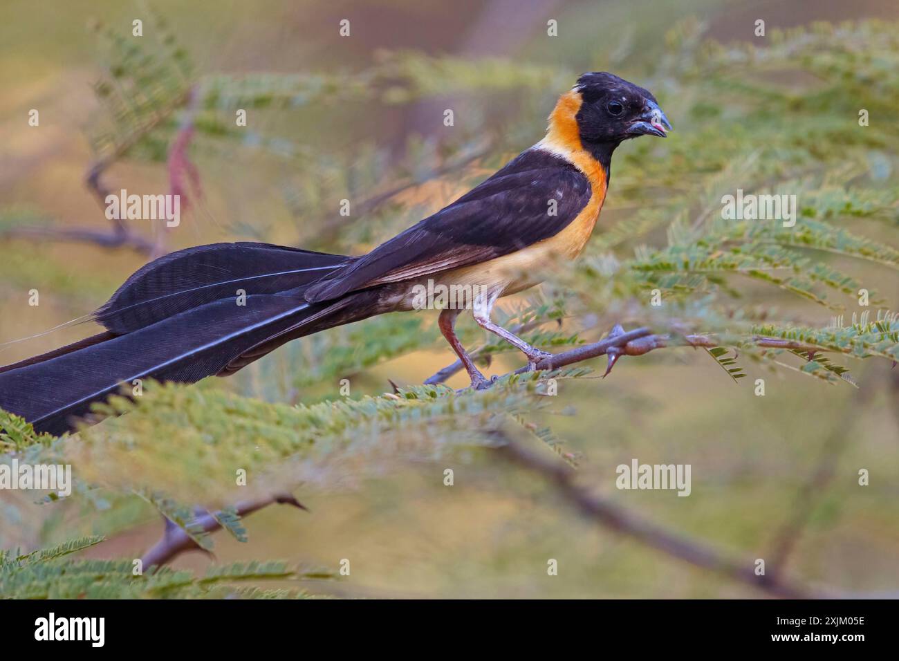 Long-tailed widow, (Vidua interjecta), Tendaba camp / Tendaba photo hid, Kwinella, South Bank, Gambia Stock Photo