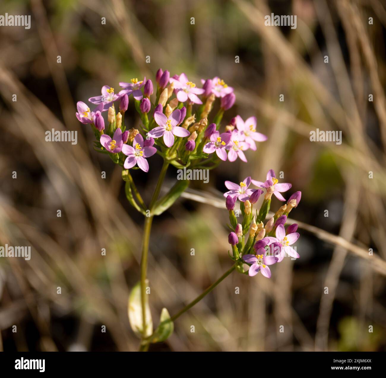 Common Centaury (Centaurium erythraea), Warwickshire, UK Stock Photo