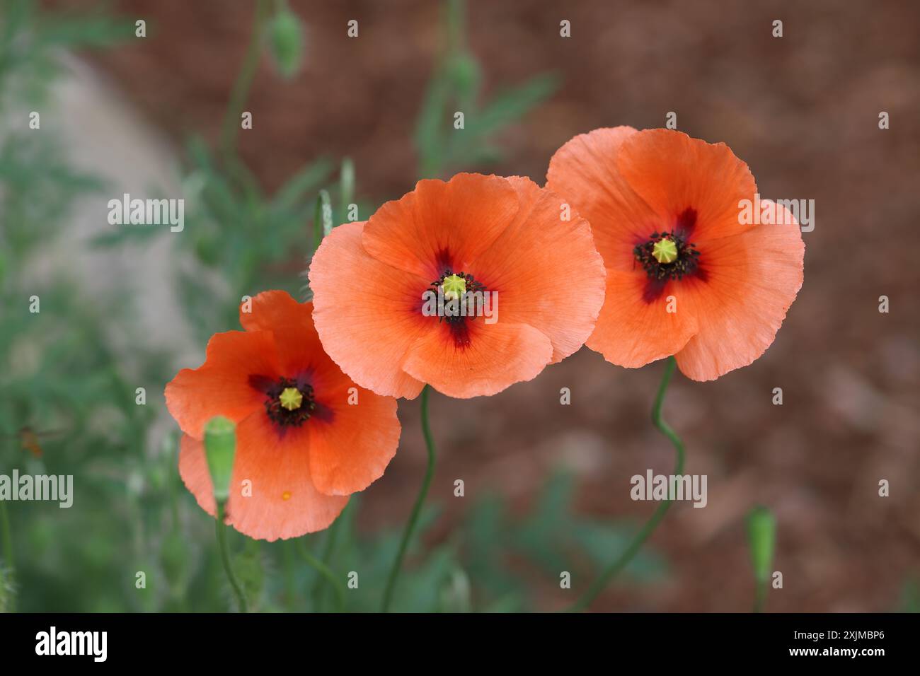 Close up poppies poppy flower hi-res stock photography and images - Alamy