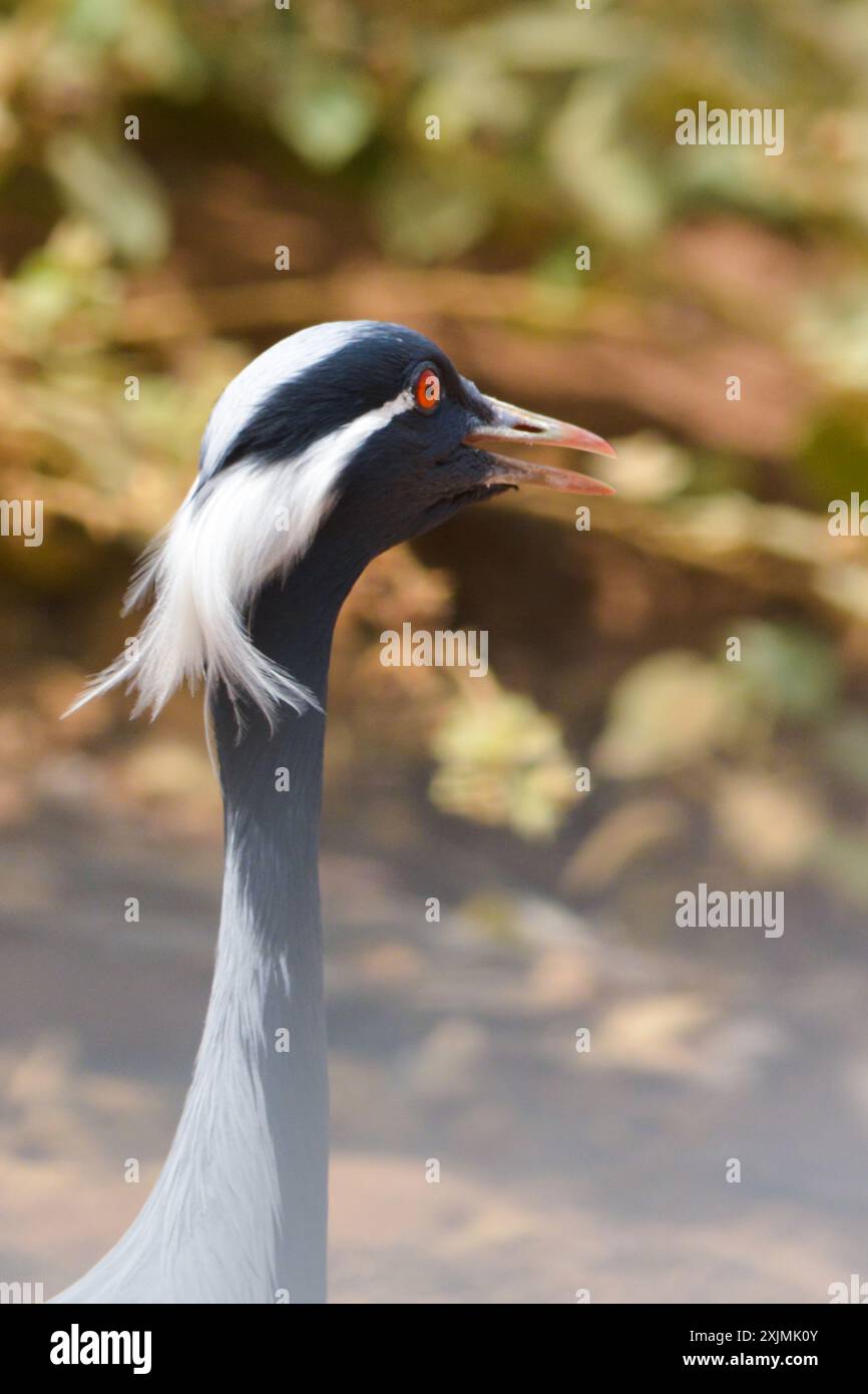 Demoiselle crane close up Stock Photo