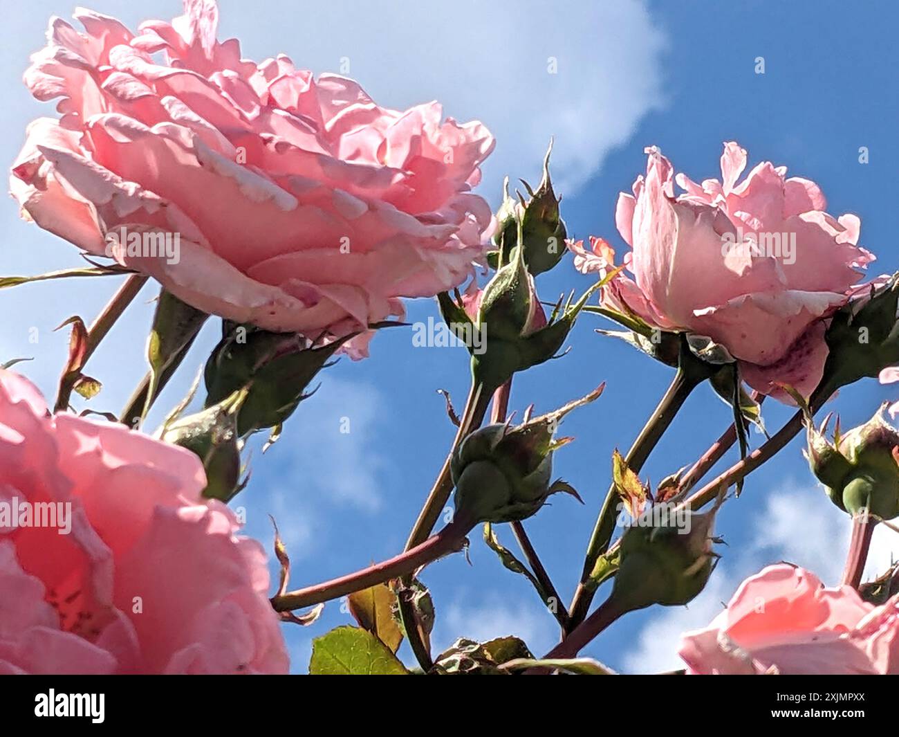 Pink Rose FLowers on a Plant with a Blue Sky and White Cloud Background ...