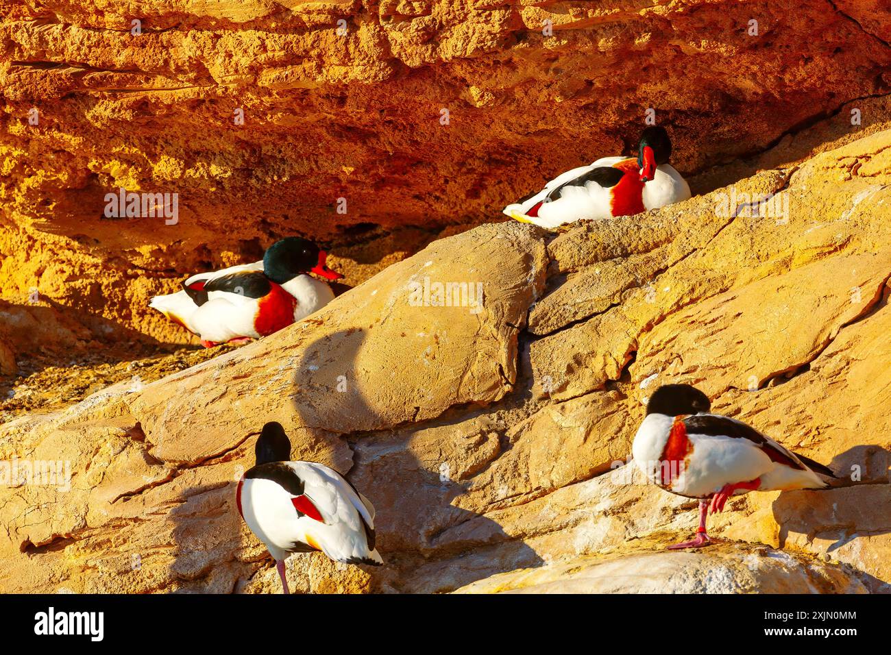 Rock Flocks Flock of common shelduck standing on the rock. Four birds are sitting ...
