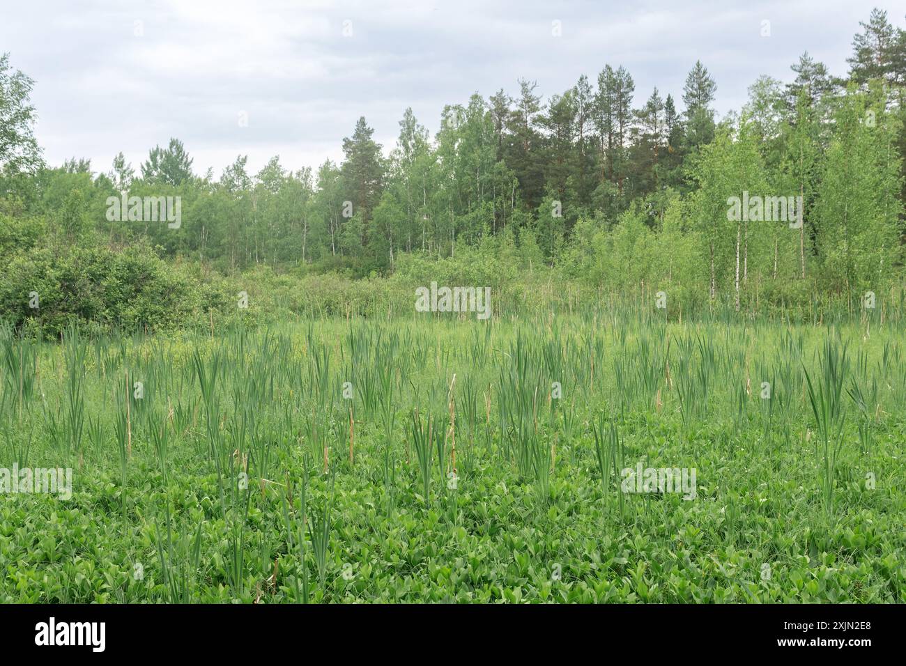 Wet peatland forest hi-res stock photography and images - Alamy