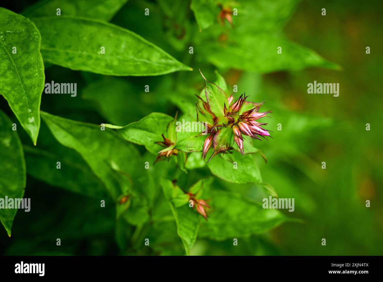 Nature plant leaves hi-res stock photography and images - Alamy