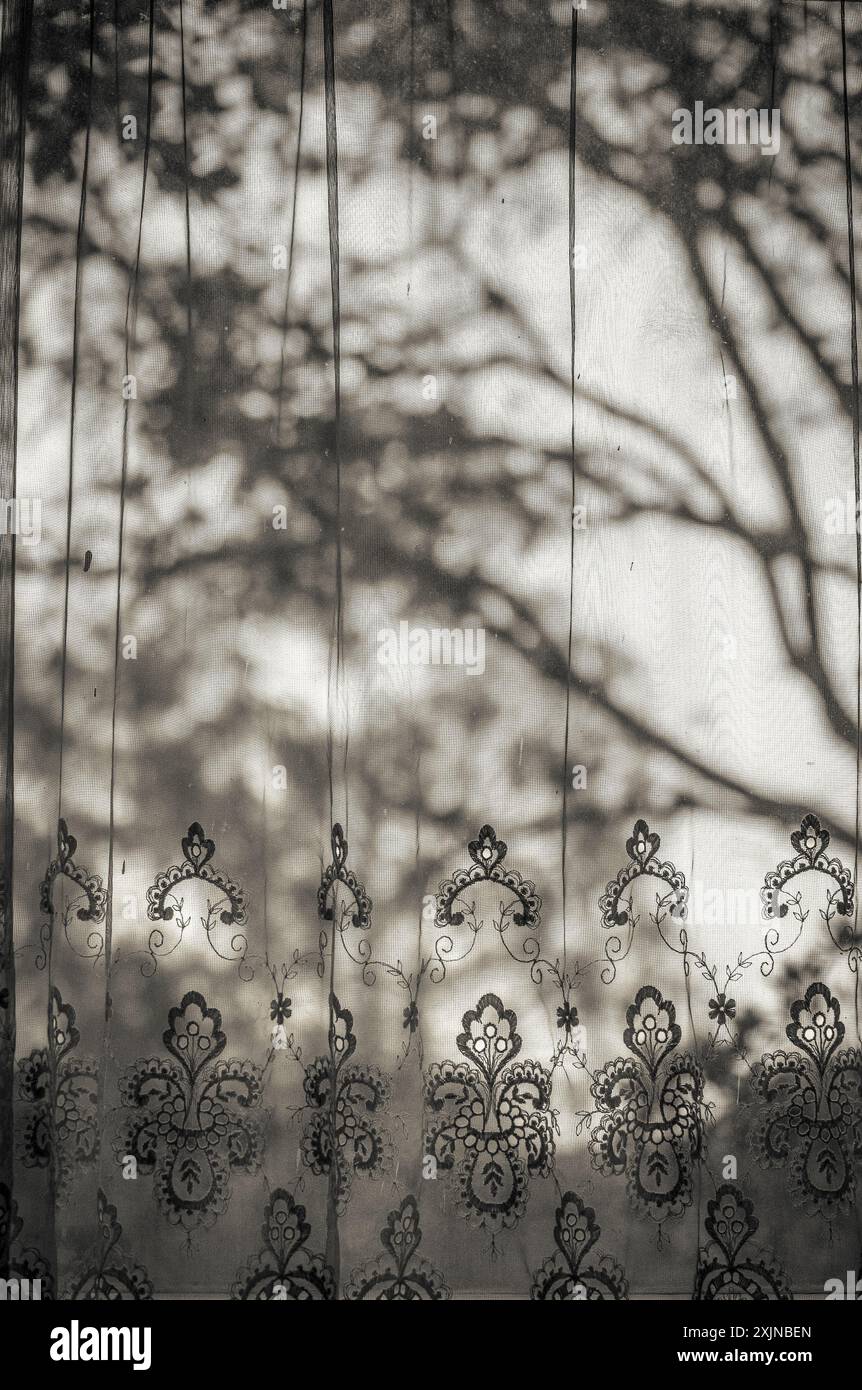 Tree shadows, Guatemala City, Guatemala Stock Photo