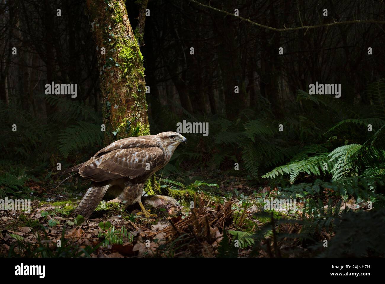 Common Buzzard buteo buteo on it's prey Stock Photo