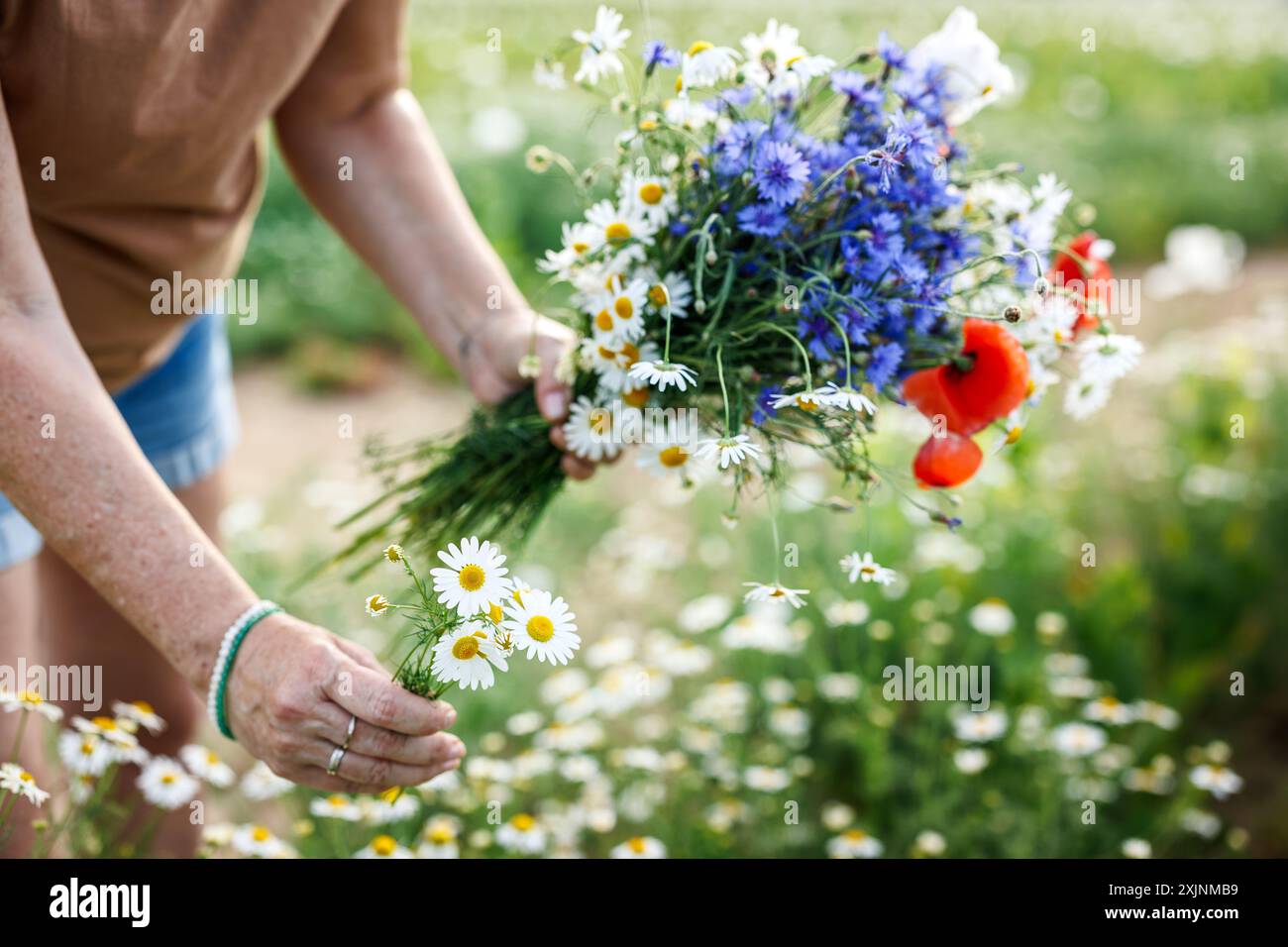 Meadow of cornflower hi-res stock photography and images - Alamy