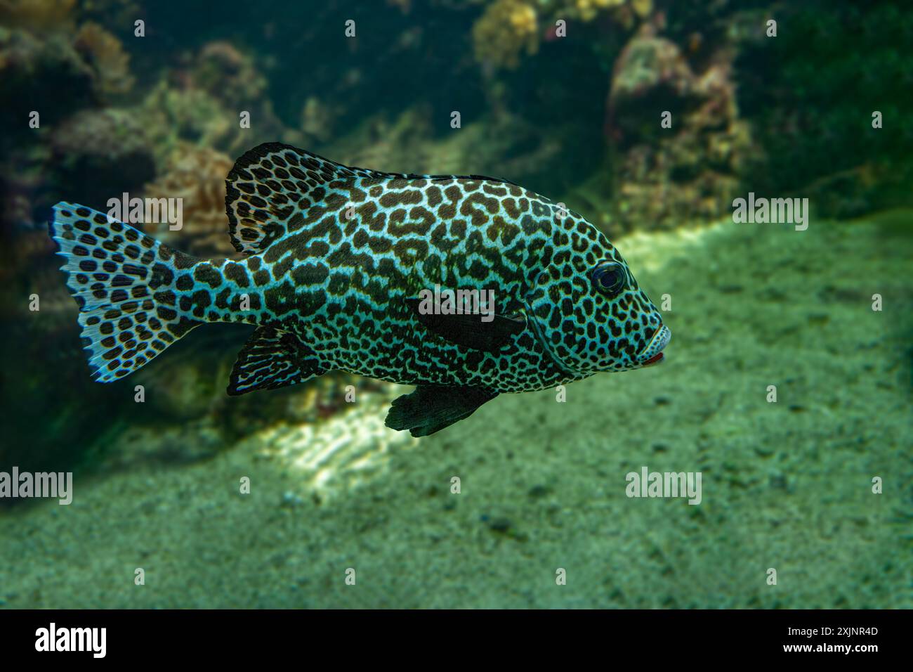 Harlequin sweetlips (Plectorhinchus chaetodonoides) is a marine fish native to tropical Indo-Pacific Ocean. Stock Photo