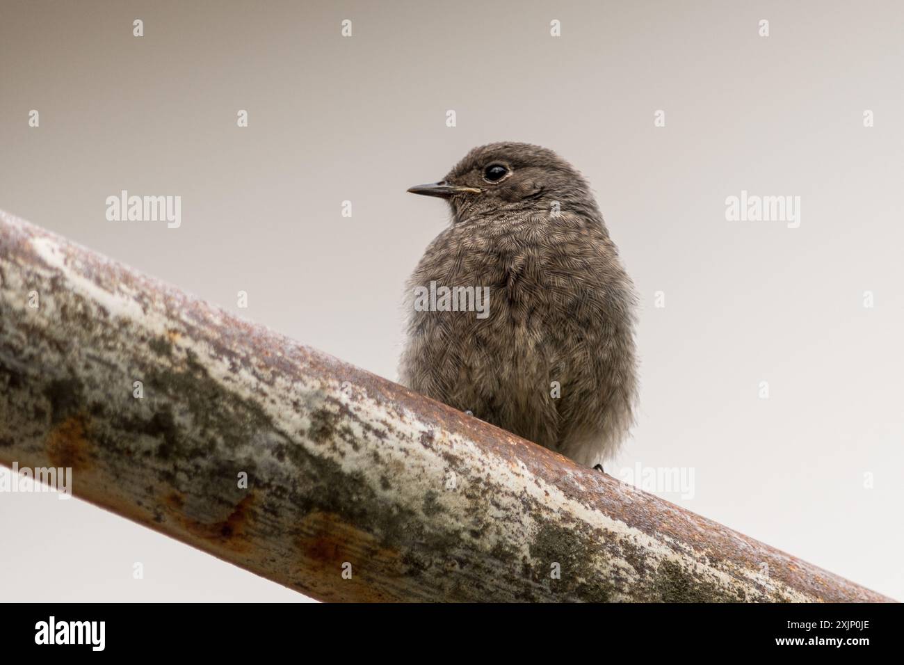 Phoenicurus ochruros, a small passerine bird perched on a rusty iron pipe, outdoors. Stock Photo