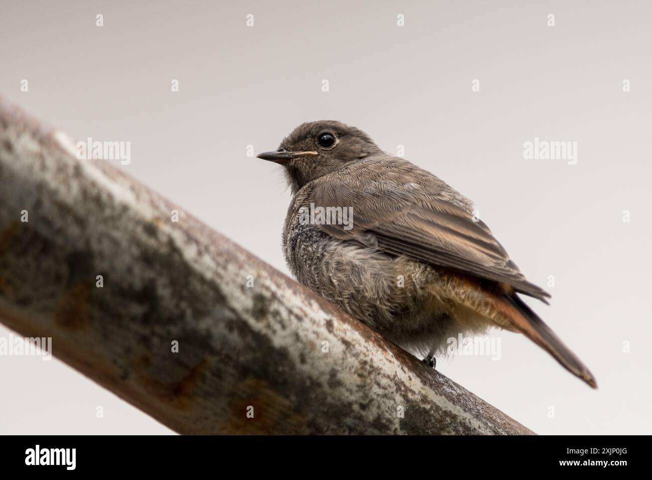 Phoenicurus ochruros, a small passerine bird perched on a rusty iron pipe, outdoors. Stock Photo