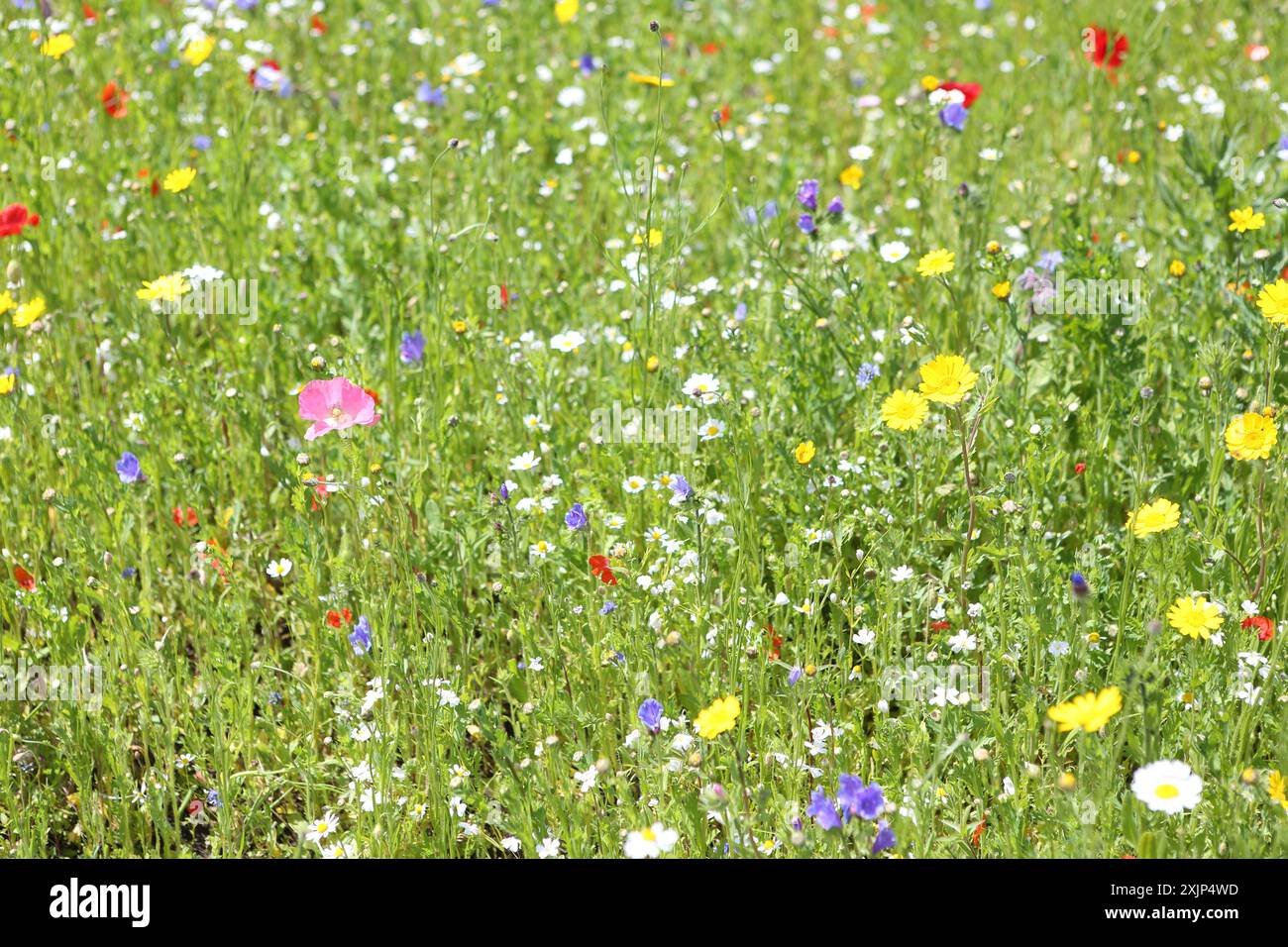 Windlfower meadow hi-res stock photography and images - Alamy