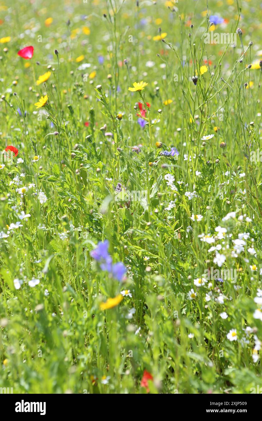 Windlfower meadow hi-res stock photography and images - Alamy
