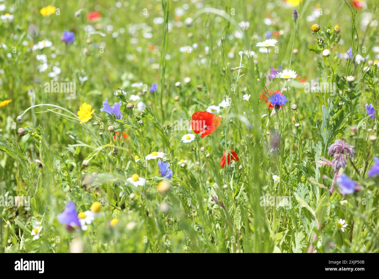 Windlfower meadow hi-res stock photography and images - Alamy