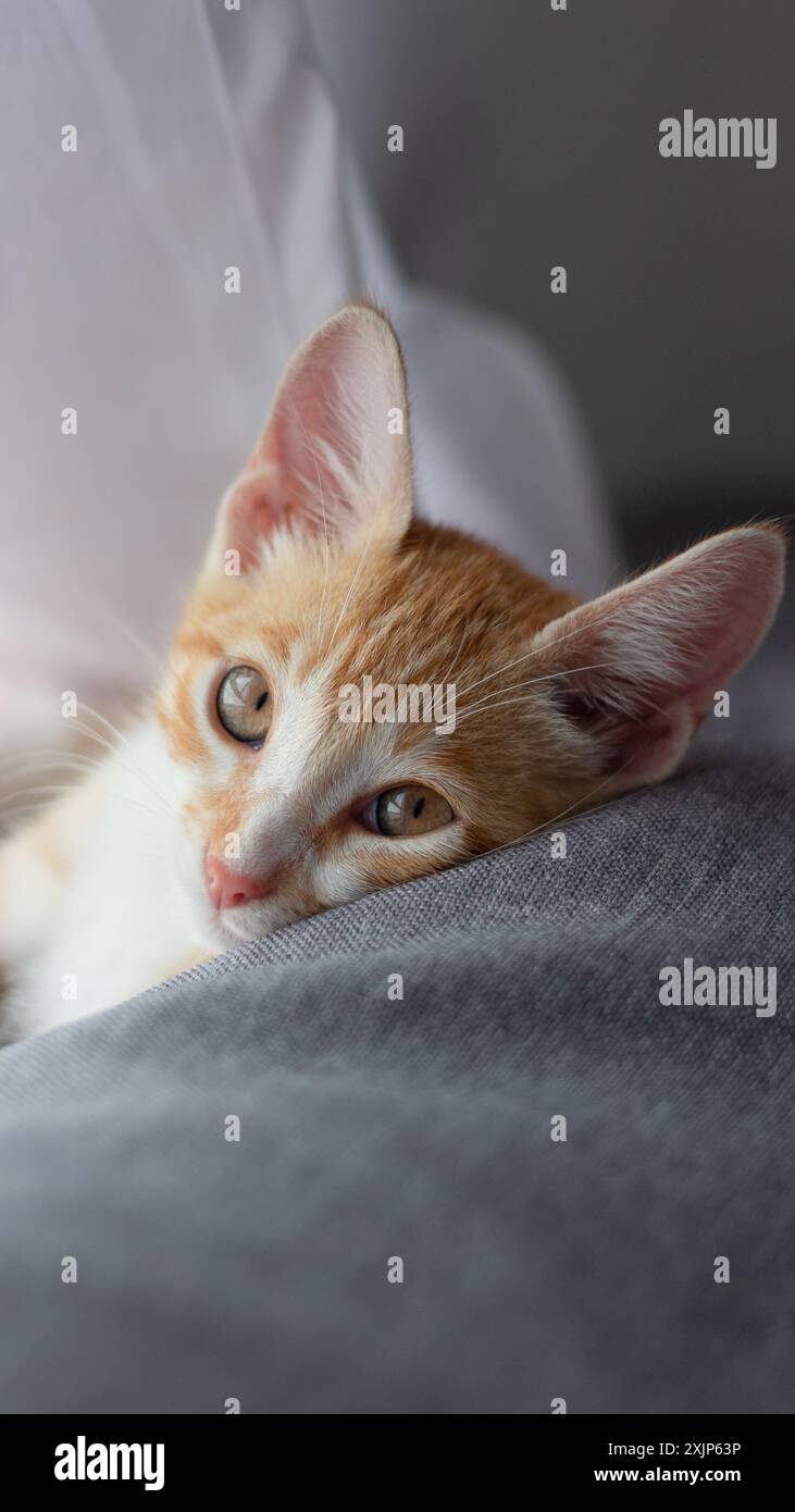 Young orange cat lying on a sofa looking at the camera. Stock Photo