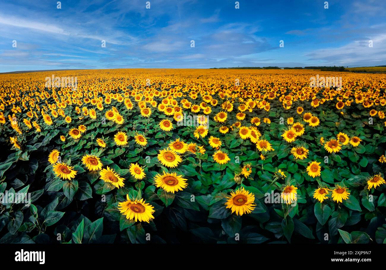 A vast field of sunflowers is seen blooming in the summertime under a ...