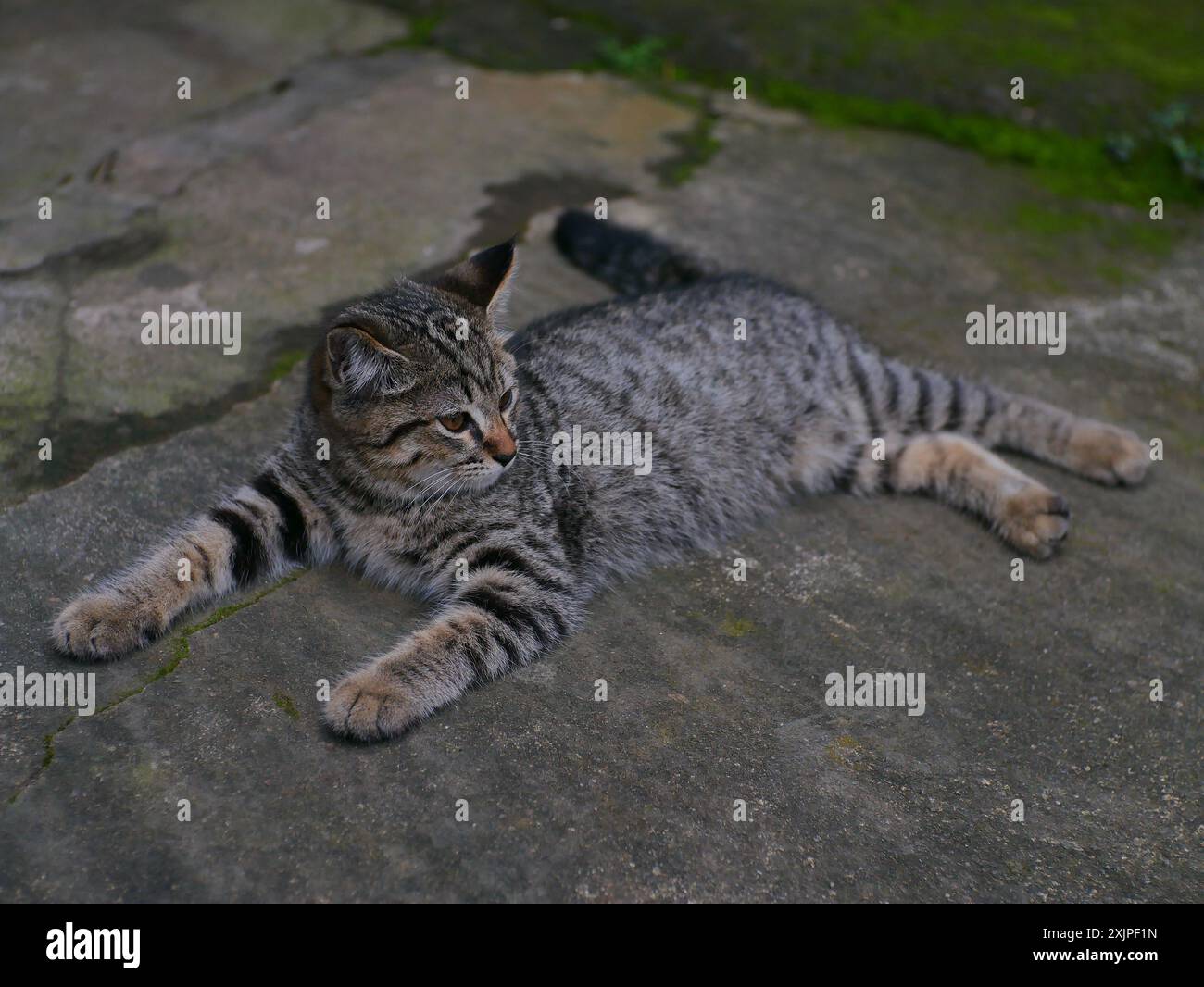 facial expression of a cat with striped fur with a blurry background ...