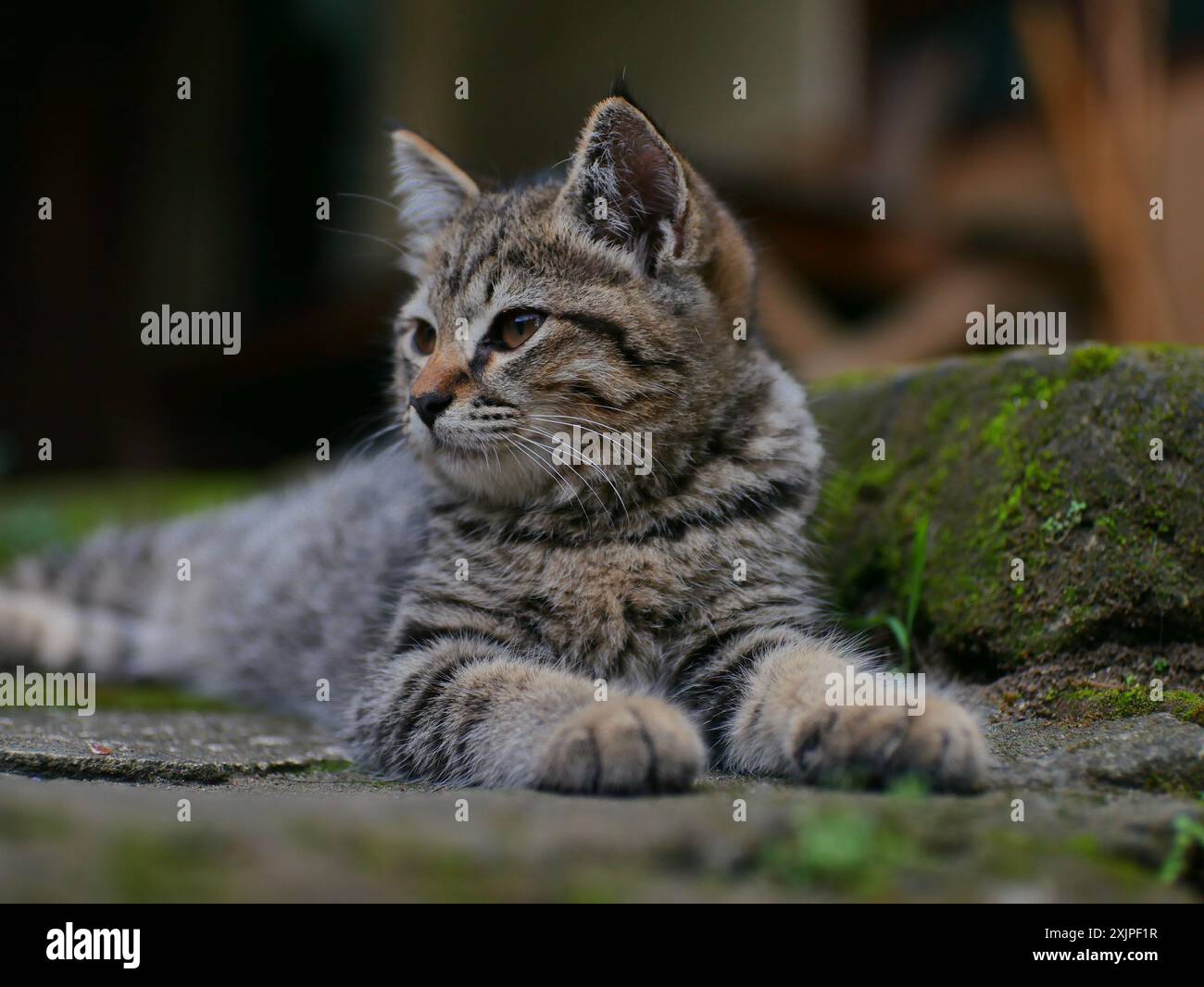 facial expression of a cat with striped fur with a blurry background ...