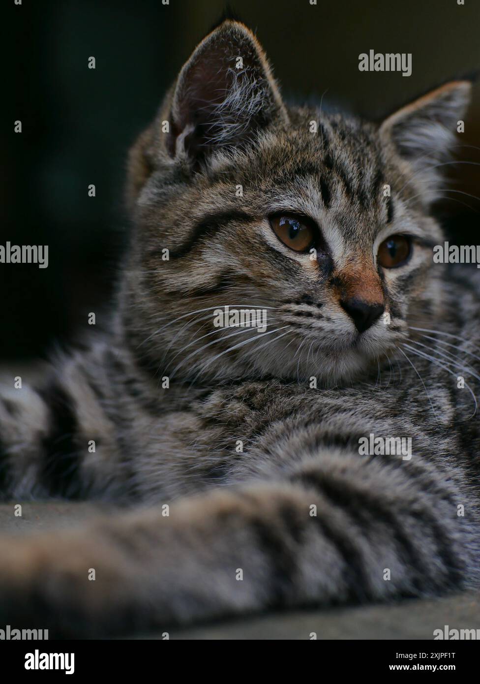 facial expression of a cat with striped fur with a blurry background ...