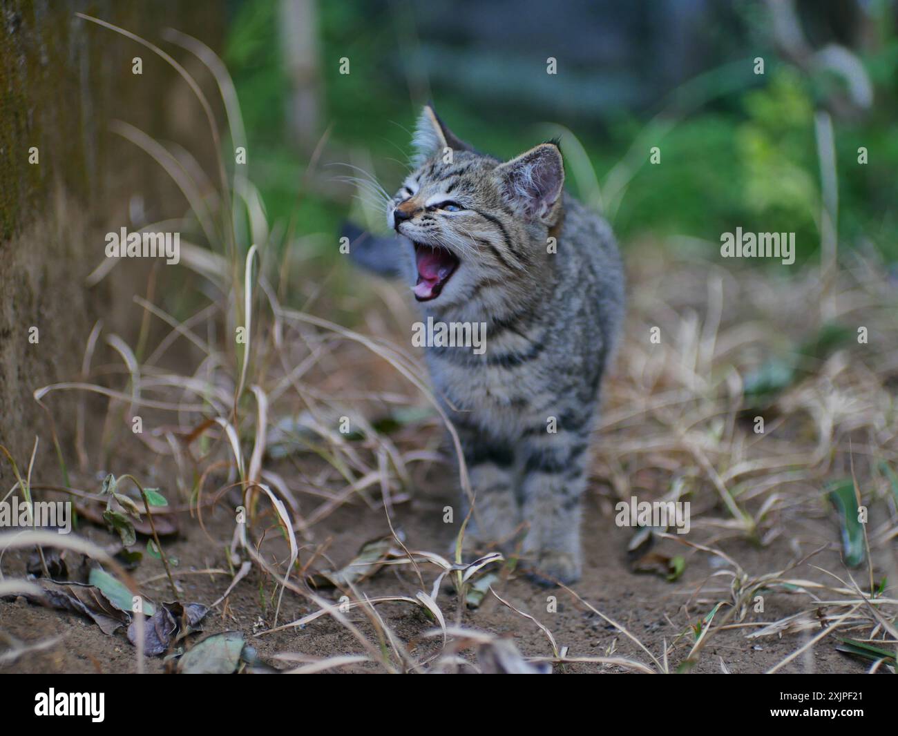 facial expression of a cat with striped fur with a blurry background ...