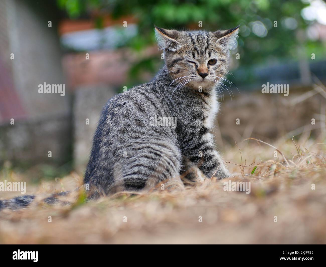 facial expression of a cat with striped fur with a blurry background ...